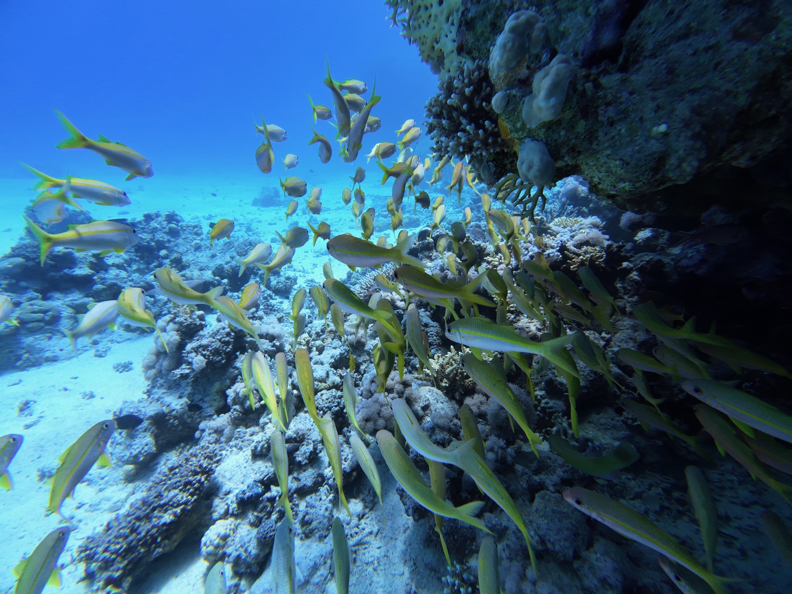 A school of yellow-tailed fish over a Red Sea reef, clear blue water beyond