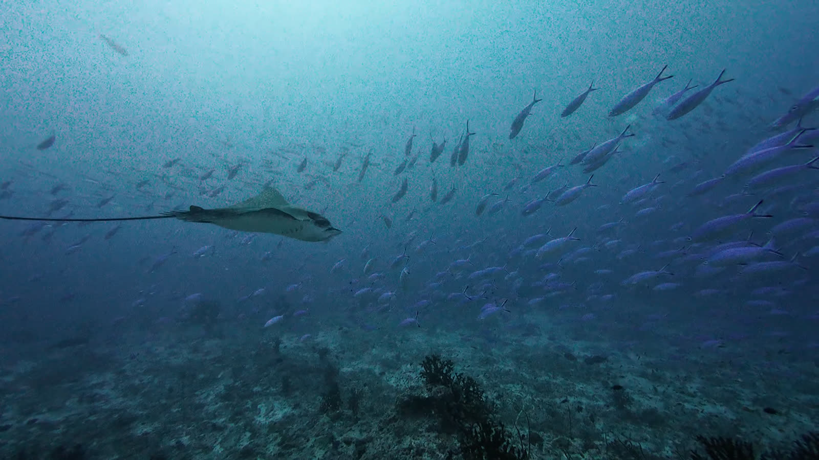 An eagle ray swimming through a school of small fish above the reef