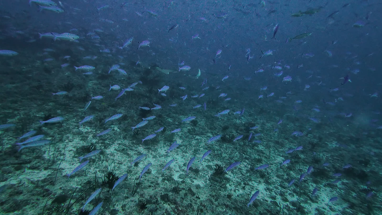 A school of small blue-green fish over a sandy reef