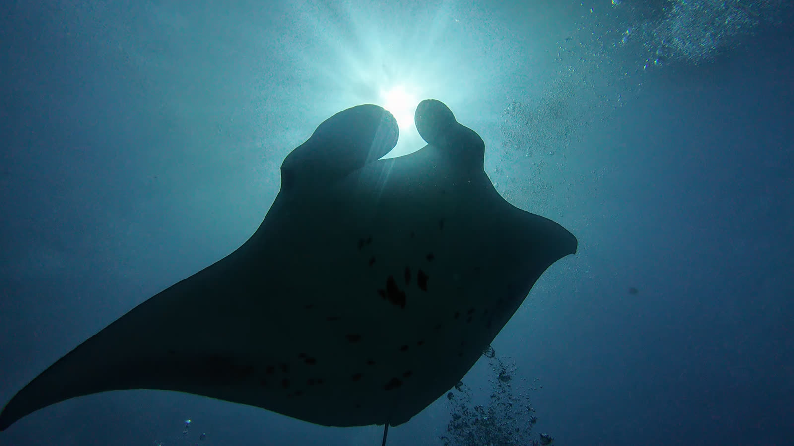 Silhouette of a manta ray passing overhead against the sun, white belly with dark spots visible