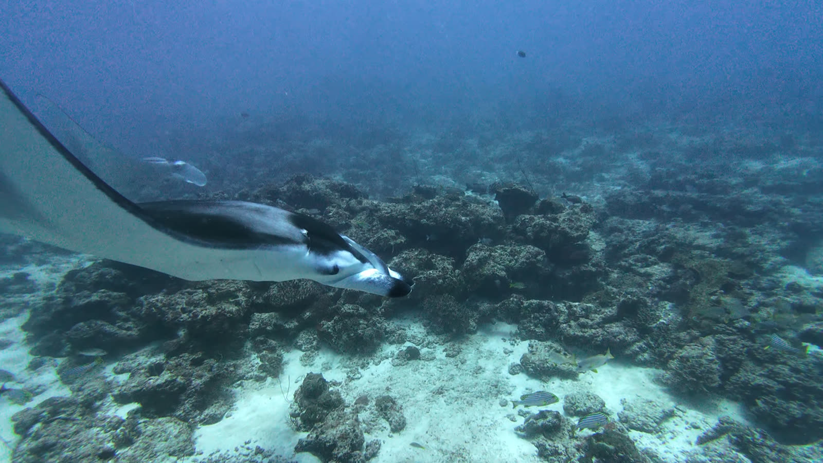 A manta ray gliding low over a coral reef, cephalic fins unrolled