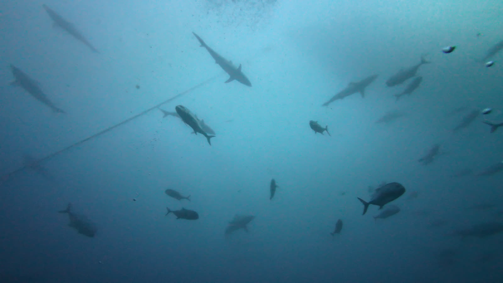 Several reef sharks and a school of jacks silhouetted in blue mid-water, a descent line crossing the frame