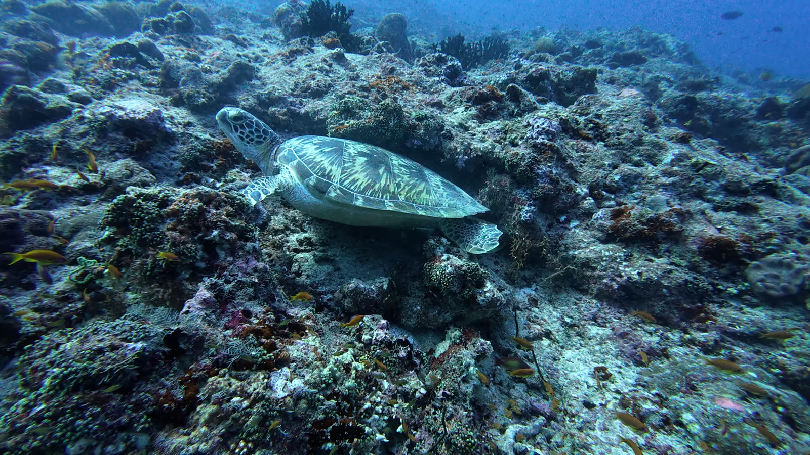 A sea turtle resting on a coral head