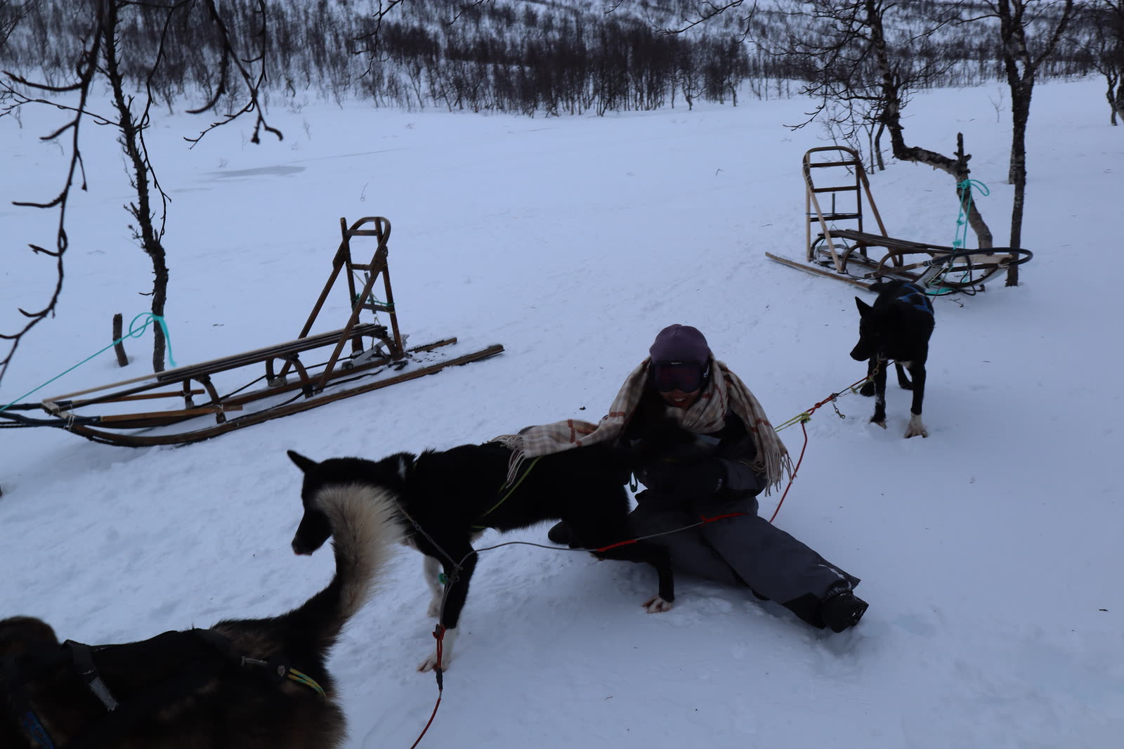 A person seen from behind with a team of sled dogs in deep snow